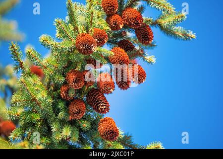 Coni di abete sull'albero di Natale. Sullo sfondo del cielo blu. Primo piano, messa a fuoco selettiva. Foto Stock