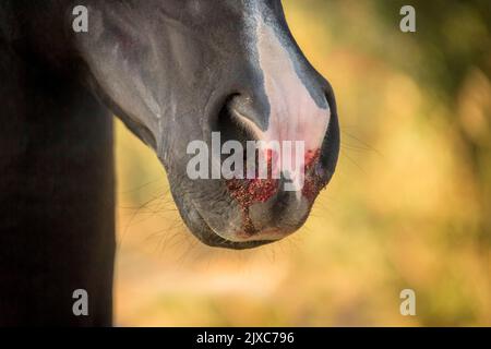 Un cavallo con sangue dal naso Foto Stock