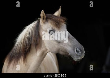 Cavallo primitivo polacco. Ritratto di dun adulto, visto su uno sfondo nero Foto Stock