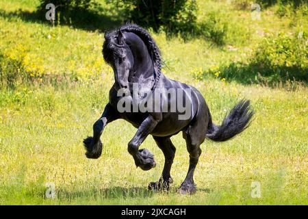 Cavallo Frisone. Stallone nero che si presenta in un prato. Germania Foto Stock