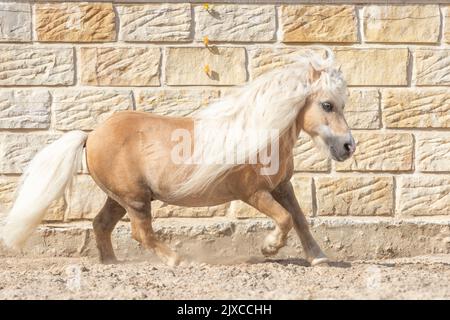American Miniature Horse. Stallone Palomino che gallina sulla sabbia con parete sullo sfondo. Germania Foto Stock