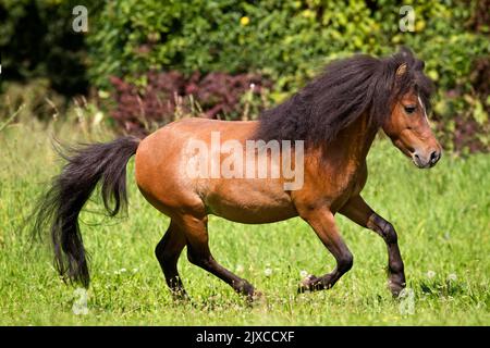 American Miniature Horse. Stallone della baia che galoppa in un pascolo. Germania Foto Stock