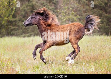 American Miniature Horse. Giovane mare galoppante in un pascolo. Germania Foto Stock