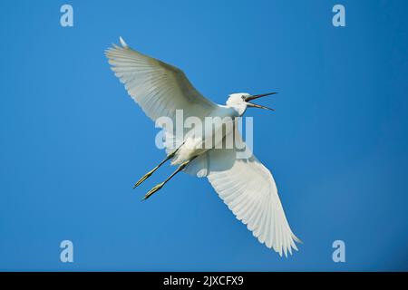 Piccolo Egret (garzetta) in volo durante la chiamata. Francia Foto Stock