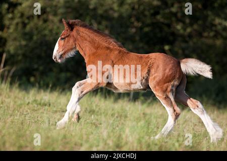 Shire Horse. Bay colt galopping su un prato Foto Stock