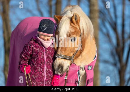 Cavallo Haflinger. Piccola ragazza che conduce gelding in inverno. Germania Foto Stock