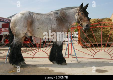 Progetto belga cavallo. Ritratto di adulto nero nel cablaggio con collare. Germania Foto Stock