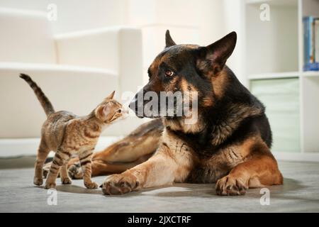 Gatto domestico. Tabby gattino e adulto tedesco Shepherd cane sniffare l'un l'altro. Germania Foto Stock