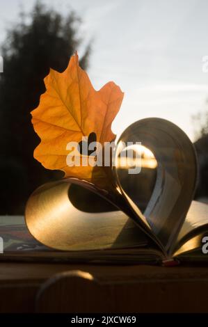 libro con pagine piegate a forma di cuore, con una foglia di rovere arancione che si stacca tra le pagine. concetto di educazione. Ciao, autunno. Amo l'autum Foto Stock