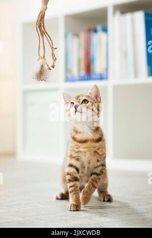 Gatto domestico. Un gattino da tavola gioca con un giocattolo. Germania Foto Stock