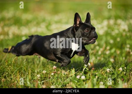 Bulldog francese, Puppy che corre in un prato. Germania Foto Stock