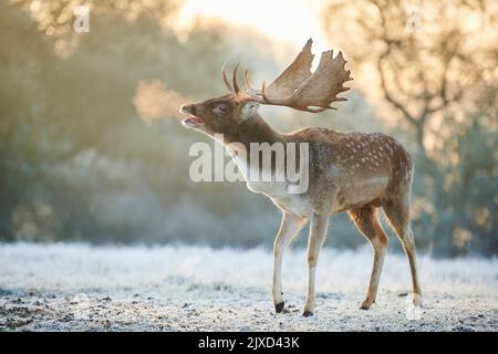 Daino (Cervus dama, Dama dama). Buck su una mattina nebbiosa, belling durante il solco in autunno. Foresta Bavarese, Baviera, Germania Foto Stock