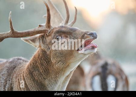 Daino (Cervus dama, Dama dama). Buck su una mattina nebbiosa, belling durante il solco in autunno. Foresta Bavarese, Baviera, Germania Foto Stock