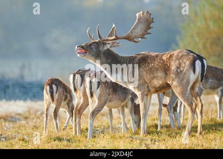 Daino (Cervus dama, Dama dama). Buck con un gruppo di femmine, che si bellano durante la solca in autunno. Foresta Bavarese, Baviera, Germania Foto Stock