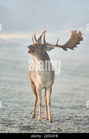 Daino (Cervus dama, Dama dama). Buck su una mattina nebbiosa, belling durante il solco in autunno. Foresta Bavarese, Baviera, Germania Foto Stock