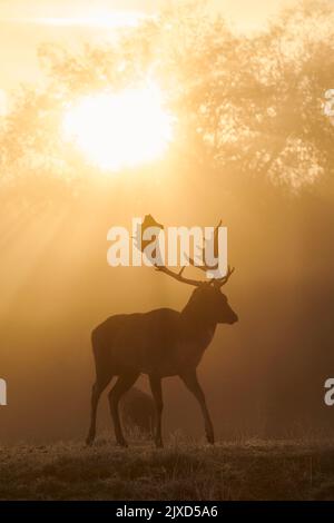 Daino (Cervus dama, Dama dama). Buck camminando su un prato durante il soldato in autunno, si è stagliato contro il sole nascente. Foresta Bavarese, Baviera, Germania Foto Stock