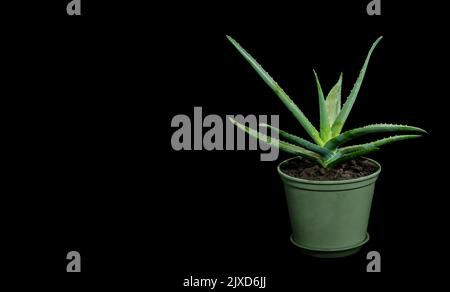 Immagine della pianta medicinale dell'aloe in vaso su sfondo nero Foto Stock