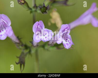 Calamint in legno - Clinopodium mentifolium Foto Stock