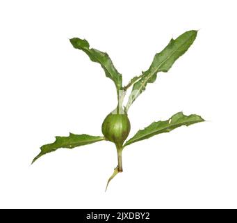 Thistle Gall - causato da Urophora cardui su Creeping Thistle Cirsium arvense Foto Stock