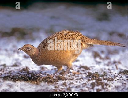 Fagiano comune, fagiano con collo ad anello (Phasianus colchicus). Gallina che fora nella prima neve dell'anno. Austria Foto Stock