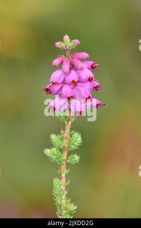 Il Dorset Heath - Erica ciliaris Foto Stock