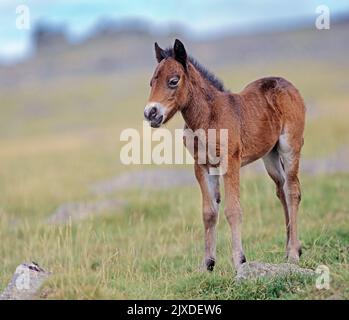 Pony Dartmoor a portata libera. Una posizione in piedi folle. Dartmoor National Park, Inghilterra Foto Stock