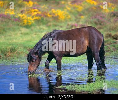 Pony Dartmoor libero pascolo in uno stagno. Dartmoor National Park, Inghilterra Foto Stock