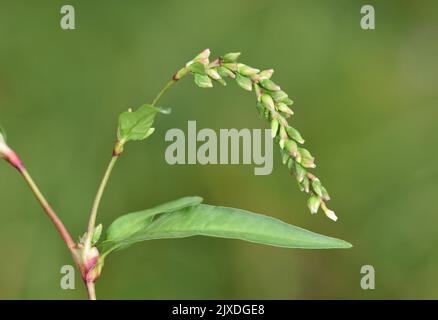 Acqua-pepe - Persicaria hydropiper Foto Stock