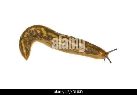 Irish Yellow Slug - Limacus maculatus Foto Stock