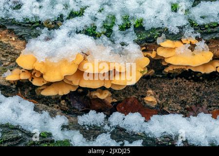 Oyster arancione, Oyster di Mock (Phyllotopsis nidulans) sul tronco di un faggio comune decadente in inverno. Germania Foto Stock