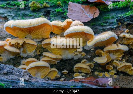 Oyster arancione, Oyster di Mock (Phyllotopsis nidulans) sul tronco di un faggio comune decadente. Germania Foto Stock