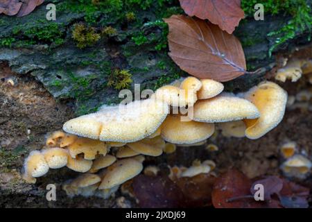 Oyster arancione, Oyster di Mock (Phyllotopsis nidulans) sul tronco di un faggio comune decadente. Germania Foto Stock