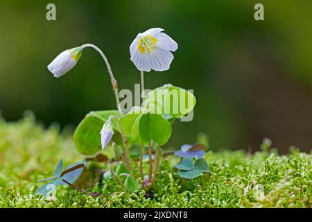 Legno Sorrel (Oxalis acetosella), fioritura. Germania Foto Stock