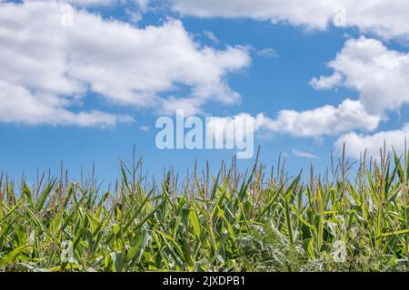 Mais / Sweetcorn / Zea mays coltivare in Cornovaglia campo con cielo estivo blu. Coltivando il mais dolce nel Regno Unito (come alimentazione animale), campo di sogni. Foto Stock