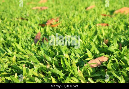 Primo piano di un campo di erba verde vibrante con foglie cadute alla luce del sole Foto Stock