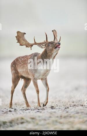 Daino (Cervus dama, Dama dama). Buck su una mattina nebbiosa, belling durante il solco in autunno. Foresta Bavarese, Baviera, Germania Foto Stock