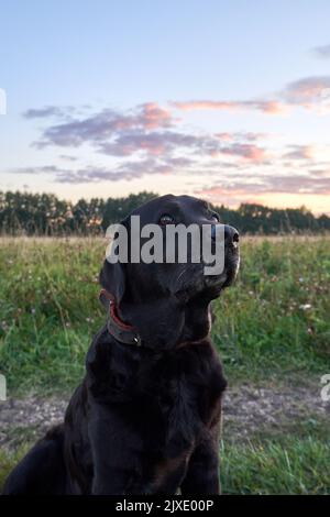 Primo piano black labrador. Ritratto di un cane labrador seduto sul campo Foto Stock