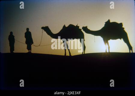 Cammelli e abitanti del villaggio a Sun Down Time, Jaisalmer Foto Stock