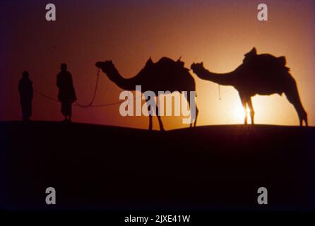 Cammelli e abitanti del villaggio a Sun Down Time, Jaisalmer Foto Stock