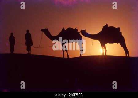 Cammelli a Sun Dunes, Jaisalmer, Rajasthan, India Foto Stock