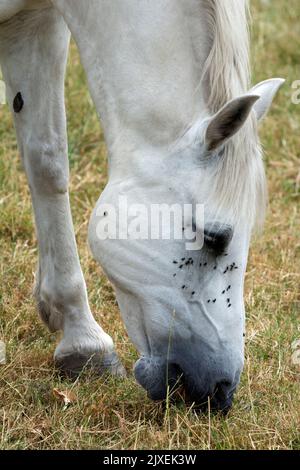 Un cavallo grigio che pascola su erba secca durante l'onda di calore del 2022, Warwickshire, Regno Unito Foto Stock