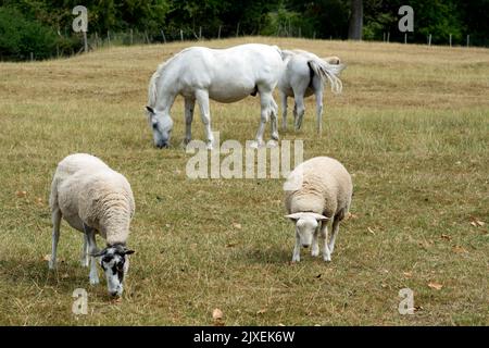 Pecore e cavalli pascolano su erba secca durante l'onda di calore del 2022, Warwickshire, Regno Unito Foto Stock