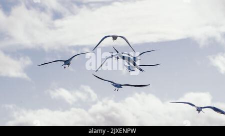 Un gregge di gabbiani volanti nel cielo Foto Stock