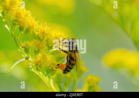 Miele Bee Insect impollinante Wild Yellow Flowers Foto Stock