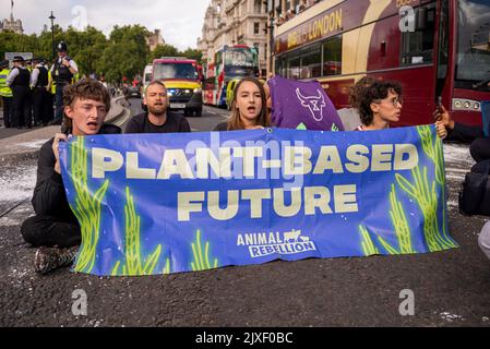 Westminster Bridge Road, Westminster, Londra, Regno Unito. 7th Set, 2022. I manifestanti vegani della ribellione animale hanno spruzzato vernice bianca su un muro del Palazzo di Westminster e bloccato la strada di Bridge Street all'esterno poco prima che il nuovo primo ministro Liz Truss arrivasse al Parlamento per le PMQ. Sono stati effettuati arresti. Protesta contro il latte Foto Stock