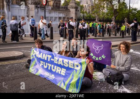 Westminster Bridge Road, Westminster, Londra, Regno Unito. 7th Set, 2022. I manifestanti vegani della ribellione animale hanno spruzzato vernice bianca su un muro del Palazzo di Westminster e bloccato la strada di Bridge Street all'esterno poco prima che il nuovo primo ministro Liz Truss arrivasse al Parlamento per le PMQ. Sono stati effettuati arresti. Protesta contro il latte Foto Stock