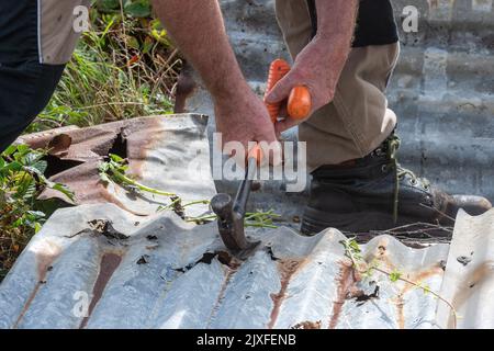 Uomo che utilizza un martello da artiglio per lavori di demolizione su un vecchio capannone di latta, rimuovendo i chiodi Foto Stock