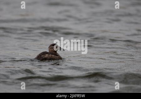 Scopata nuota in uno stagno nella parte settentrionale dello stato di New York durante il suo viaggio di migrazione in primavera Foto Stock