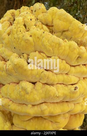 Pollo dei boschi Fungus: Laetiporus sulfureus. Surrey, Regno Unito Foto Stock