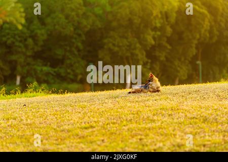 Vista all'alba di uno sciacallo d'oro (Canis aureus) sui prati del Parco Yarkon, Tel-Aviv, Israele Foto Stock